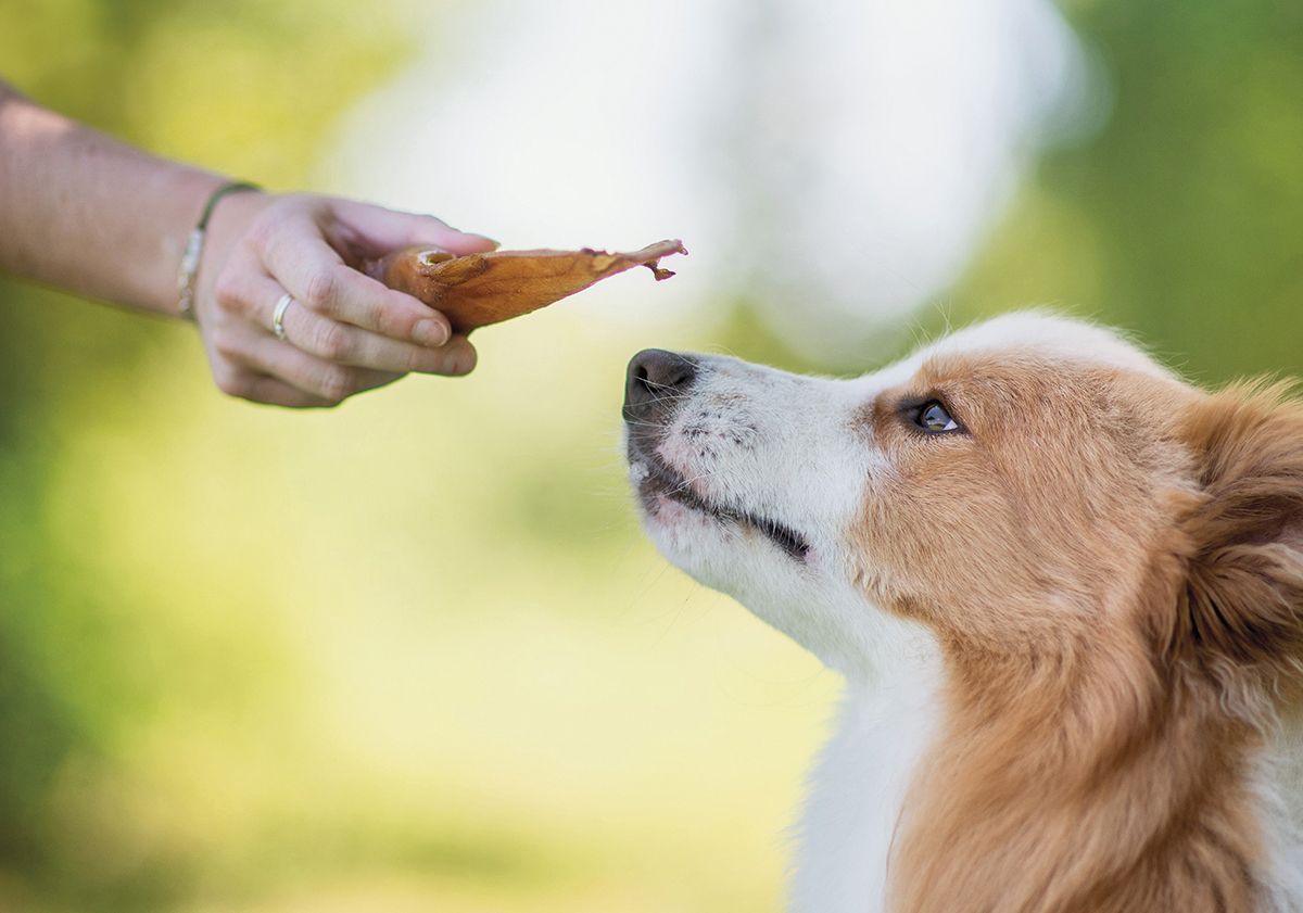 chien et son oreille de porc