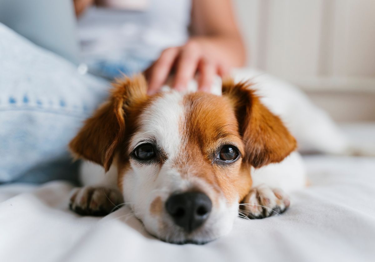 chien blanc et feu allongé