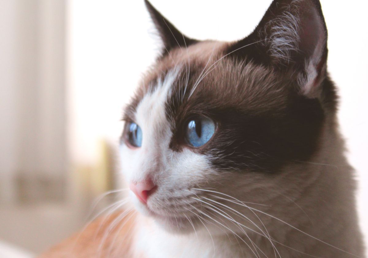 chat snowshoe regardant vers la gauche