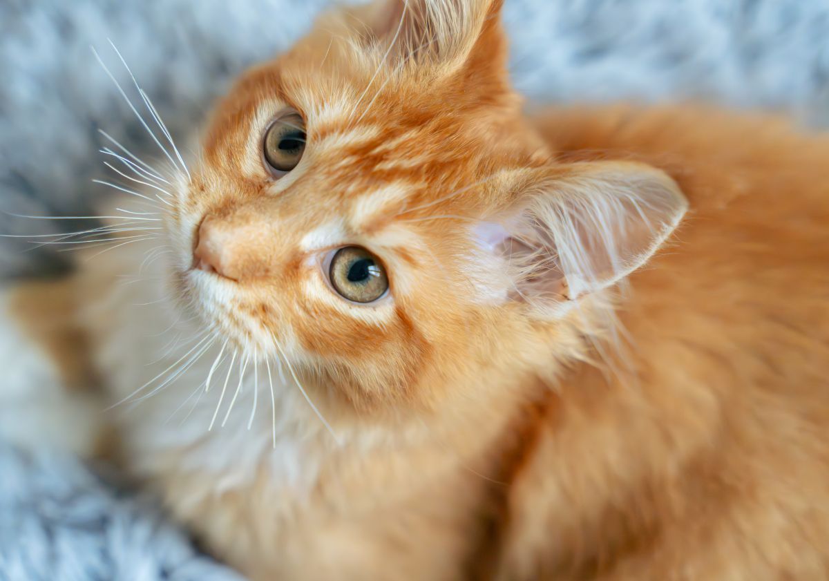chat roux sur un tapis gris