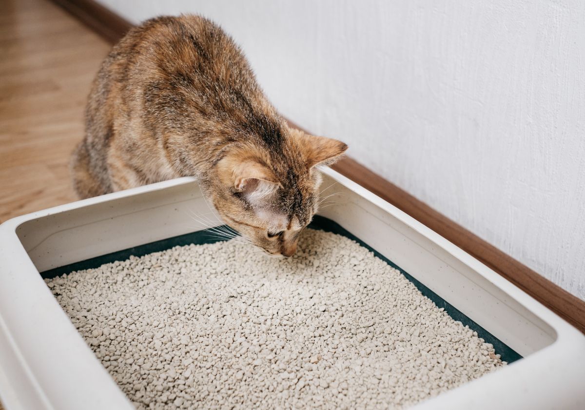 chat entrant dans sa litière