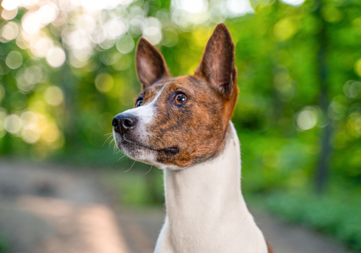 basenji marron et blanc