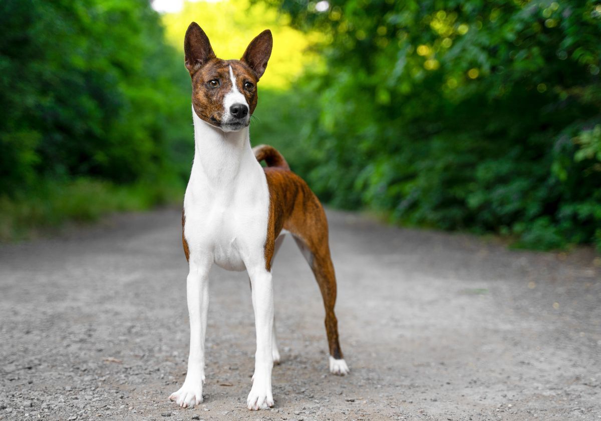 basenji roux et blanc sur la route