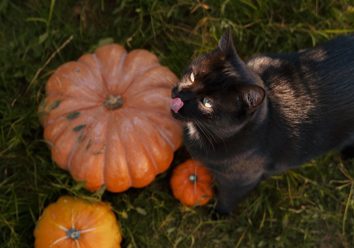 chat noir à côté d'une citrouille
