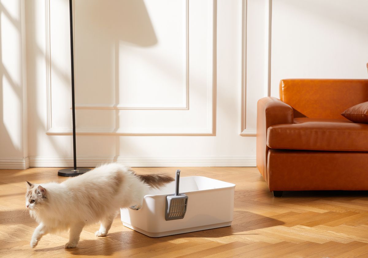 chat blanc sortant de son bac à litière dans une décoration épurée