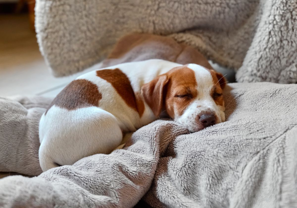 chien roux et blanc sur sa couverture