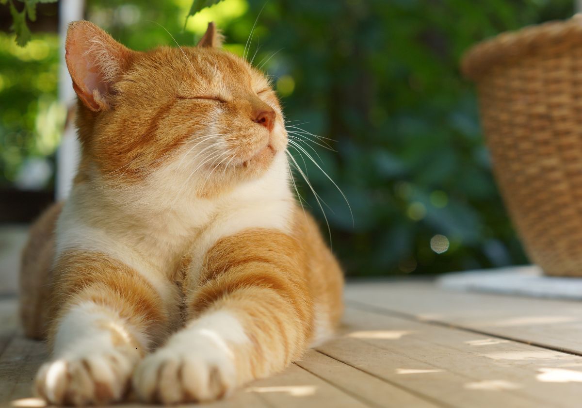 chat roux et blanc couché dehors