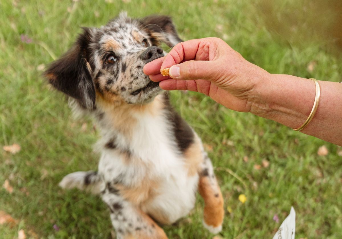 chiot berger australien attendant sa friandise dans l'herbe