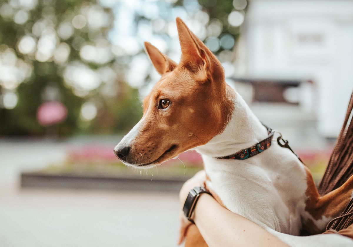 basenji roux et blanc dans les bras de sa maîtresse