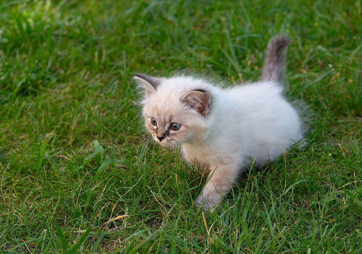 chaton sur l'herbe