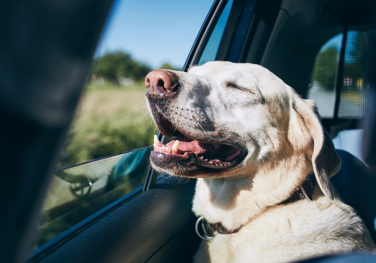 chien assis dans une voiture regardant par la fenêtre