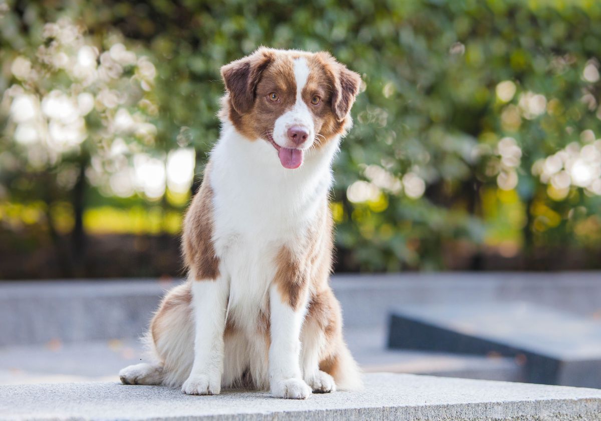 berger américain miniature marron et blanc assis en extérieur