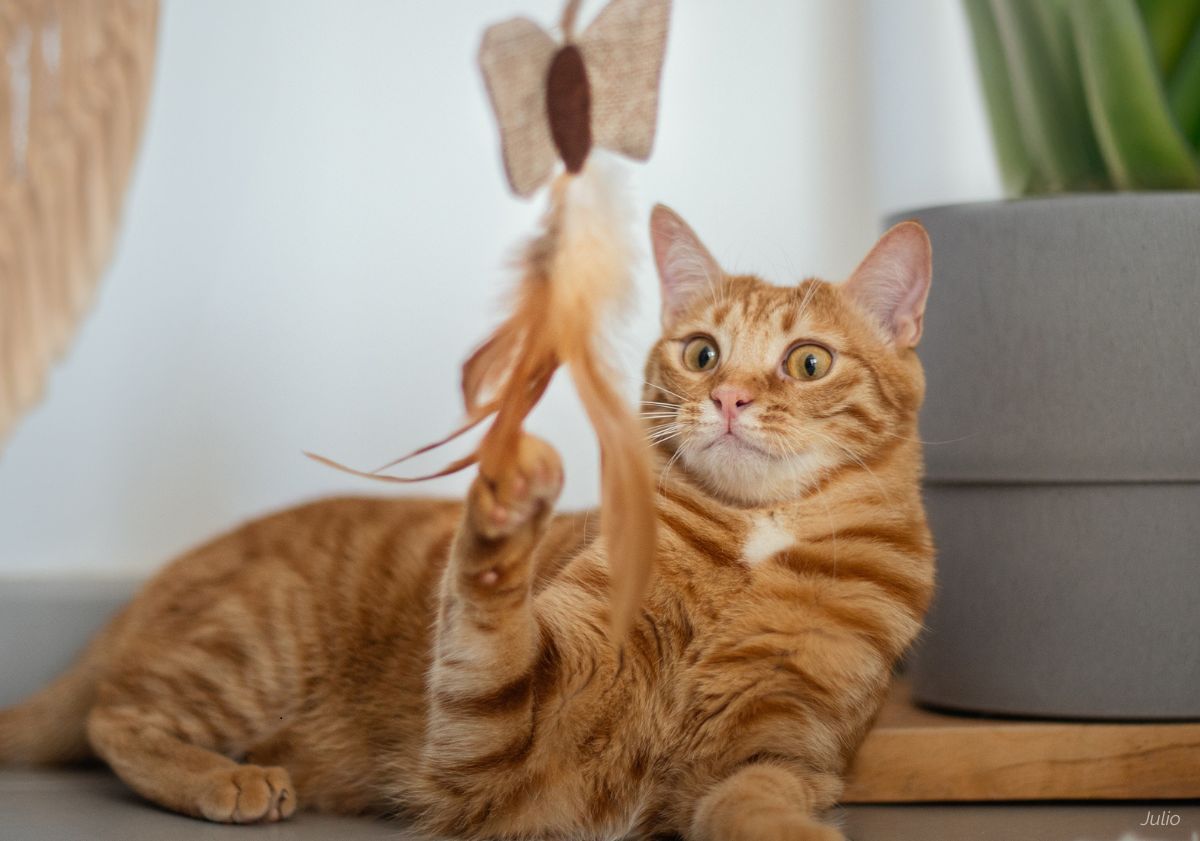 chat roux jouant à la canne à pêche papillon