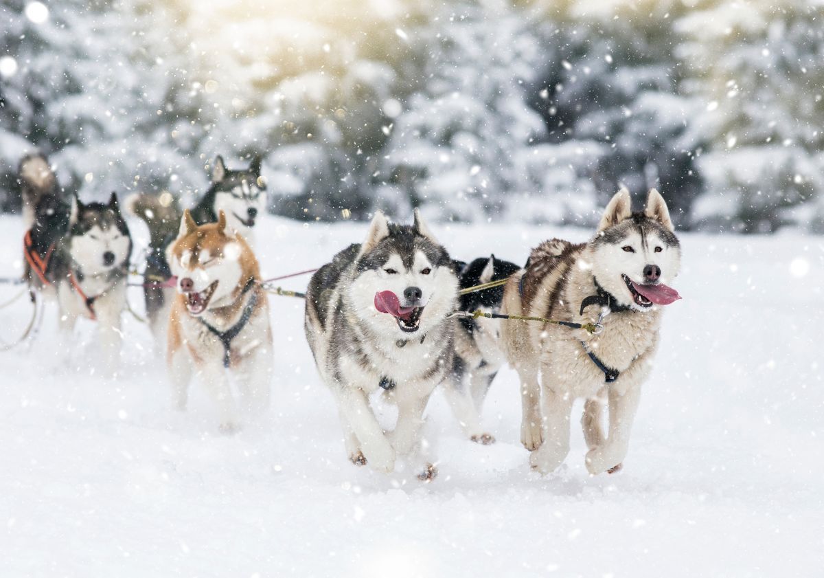 attelage de huskies dans la neige