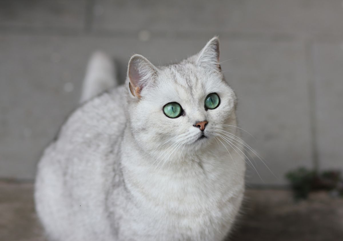 chat blanc aux yeux verts