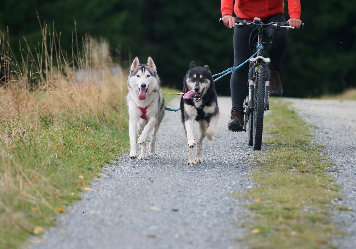 cani-cross avec deux chiens