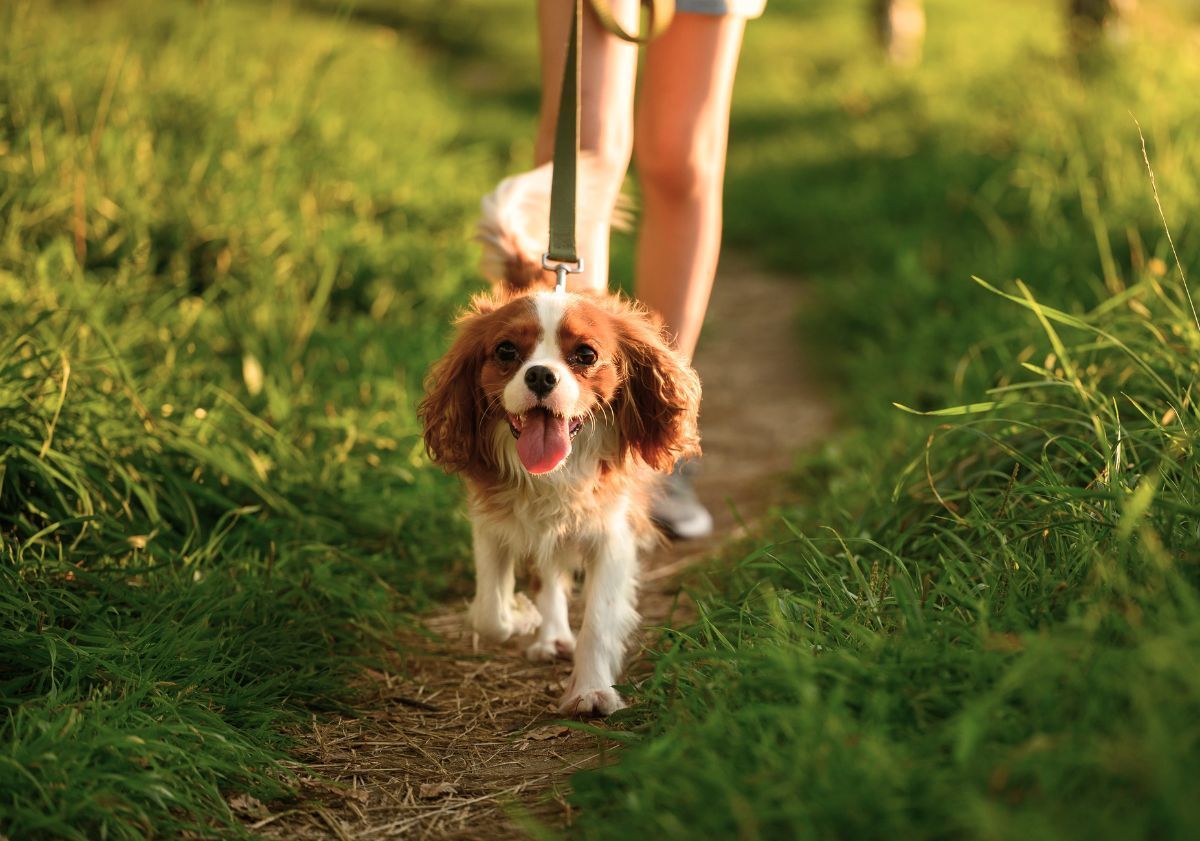 cavalier king charles roux et blanc en promenade 