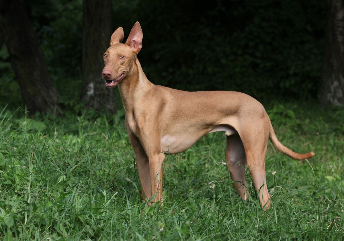 chien de caan dans l'herbe devant une forêt