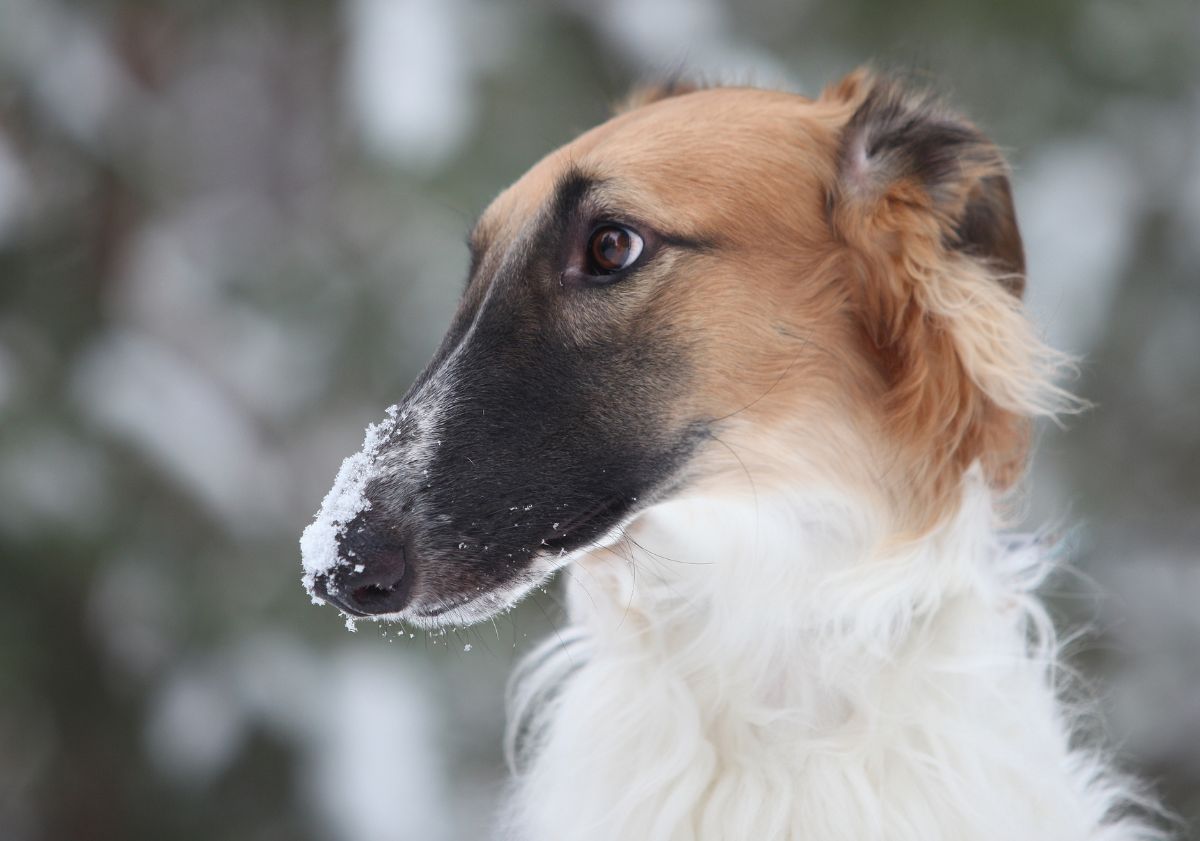 barzoi museau noir dans la neige