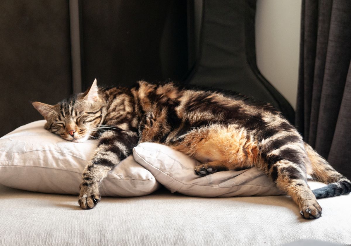 chat tabby allongé sur des coussins