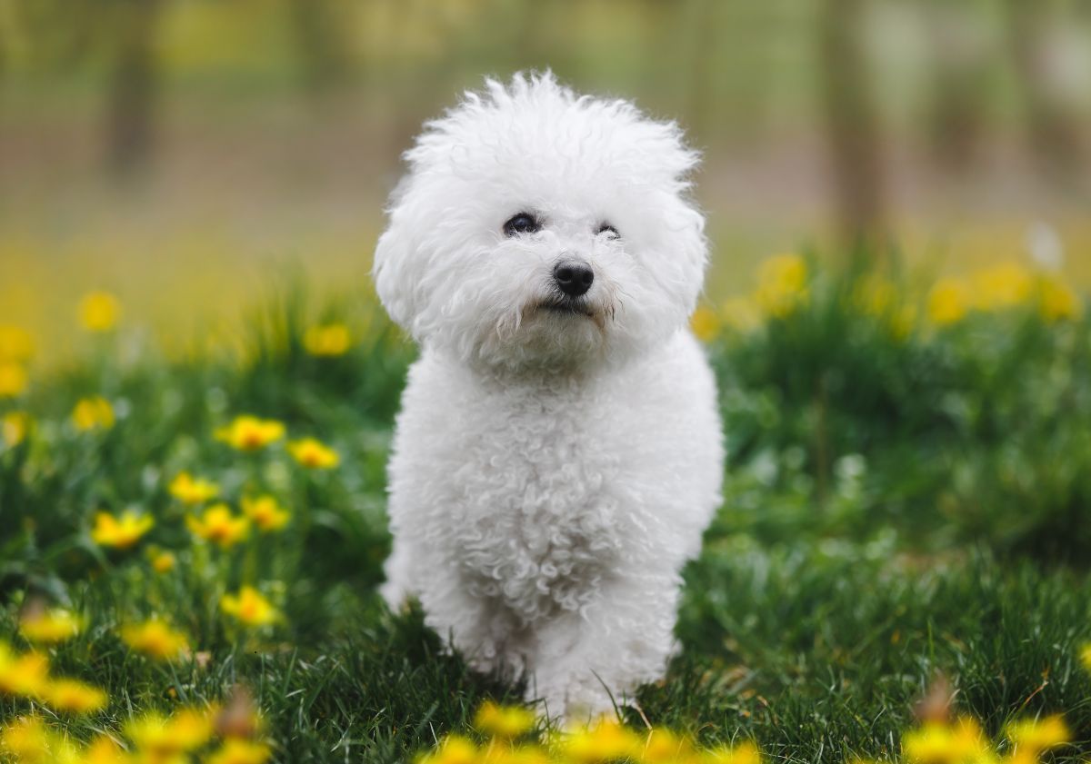 bichon frisé marchant dans l'herbe au milieu de fleurs jaunes
