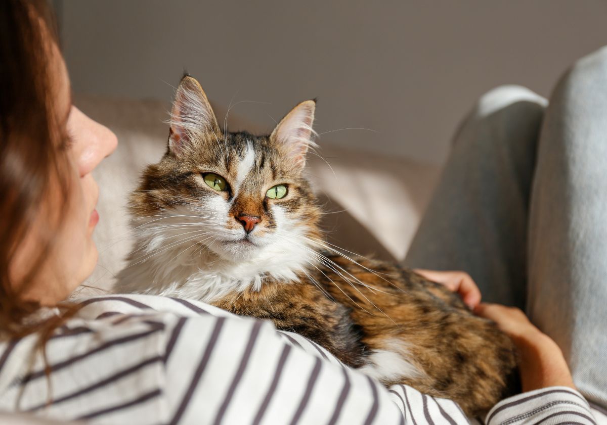 chat dans les bras de sa maîtresse