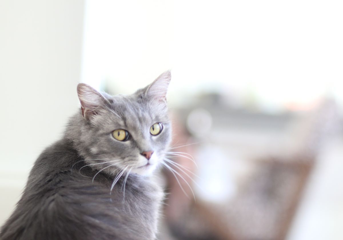 chat gris tourné vers l'appareil