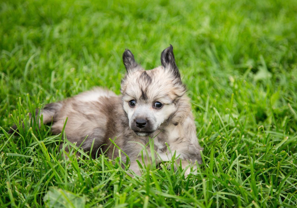 chiot chien chinois à crète dans l'herbe