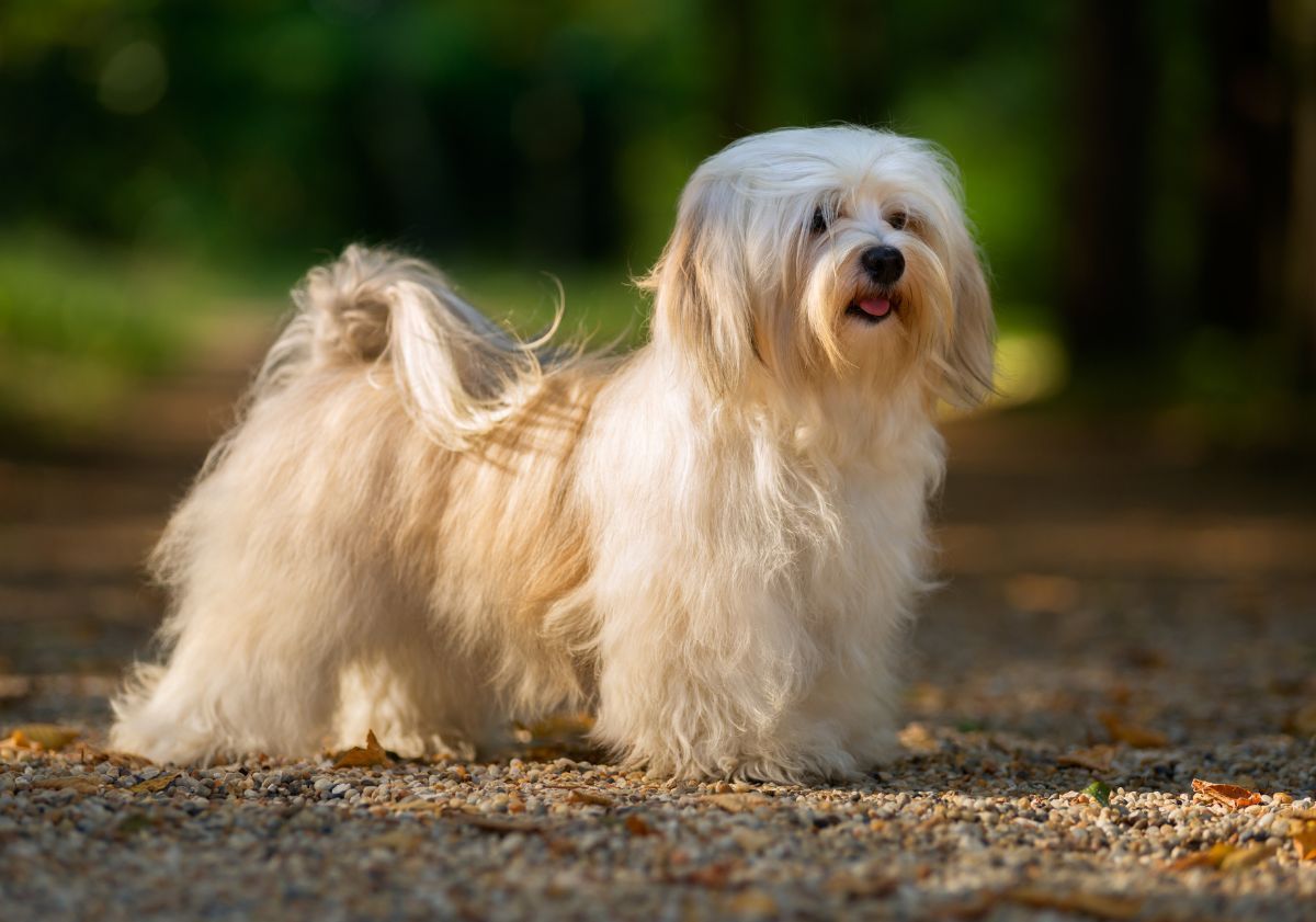 bichon havanais blanc et crème dans la forêt
