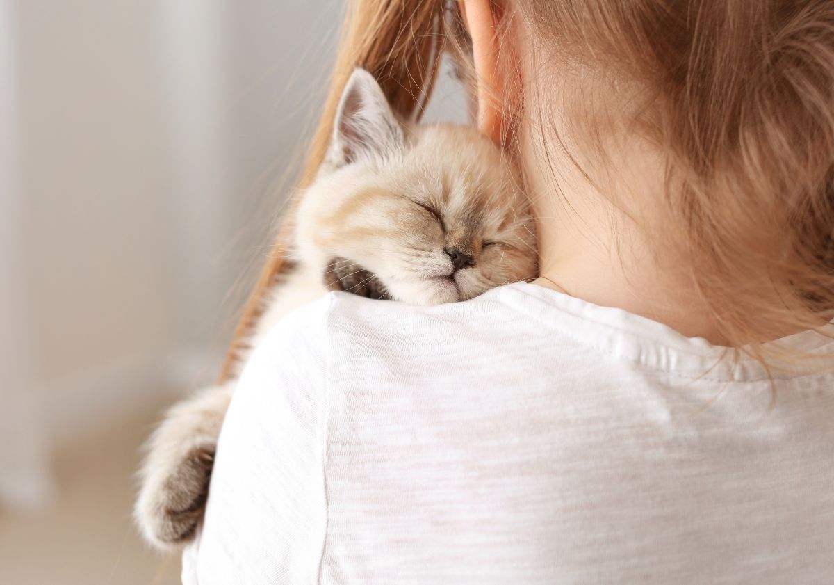 chaton dans les bras de sa maîtresse