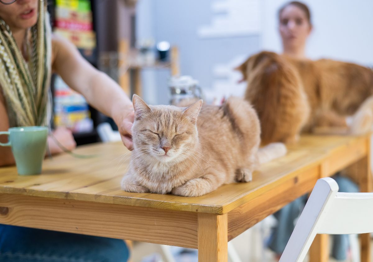 chat roux allongé sur une table dans un bar à chat