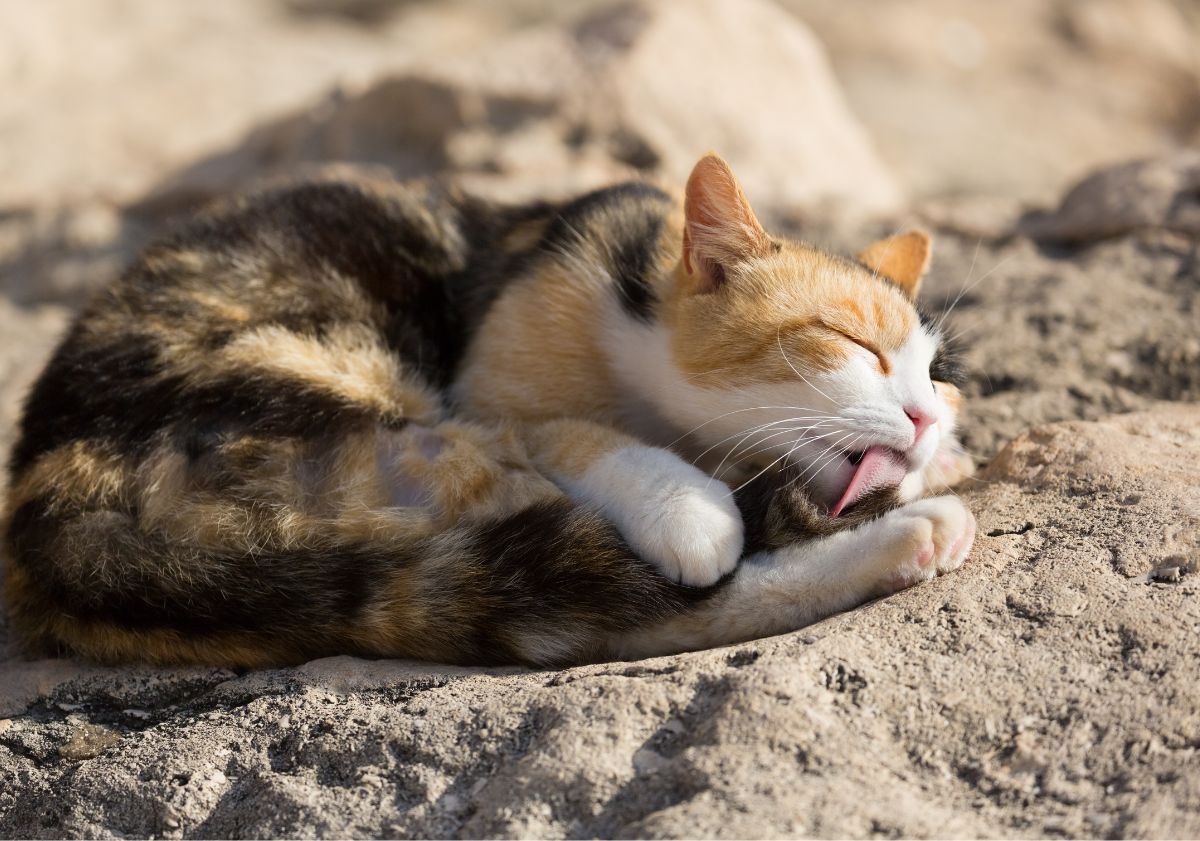 chat se léchant la patte sur le sable en vacances