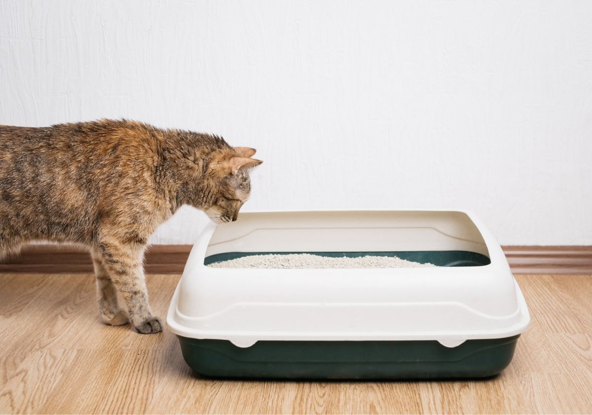 chat tigré roux au dessus de son bac à litière blanc et vert