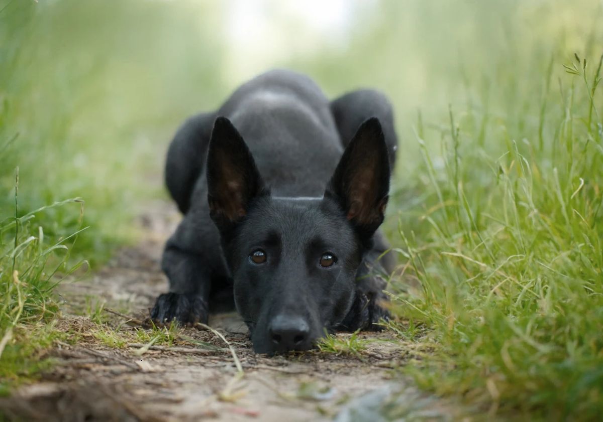 malinois noir allongé dans l'herbe