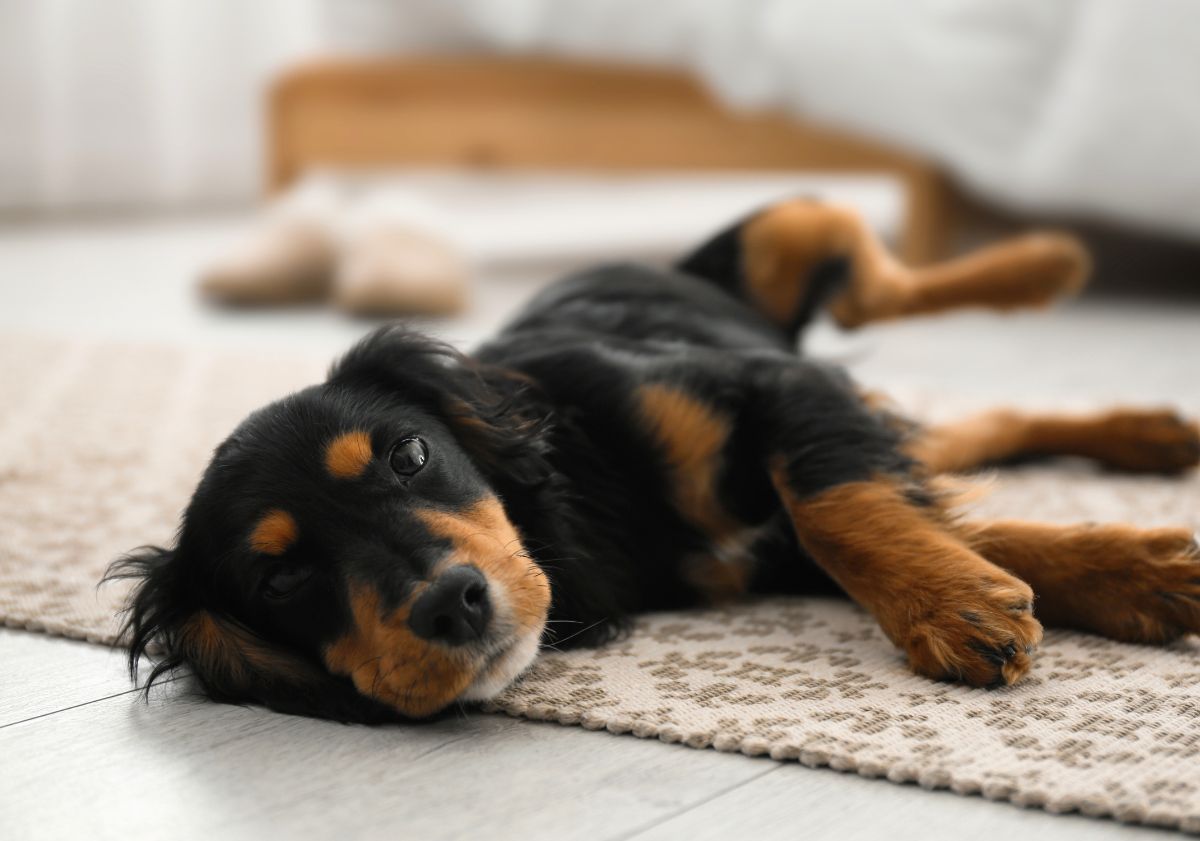chiot setter gordon allongé à la maison