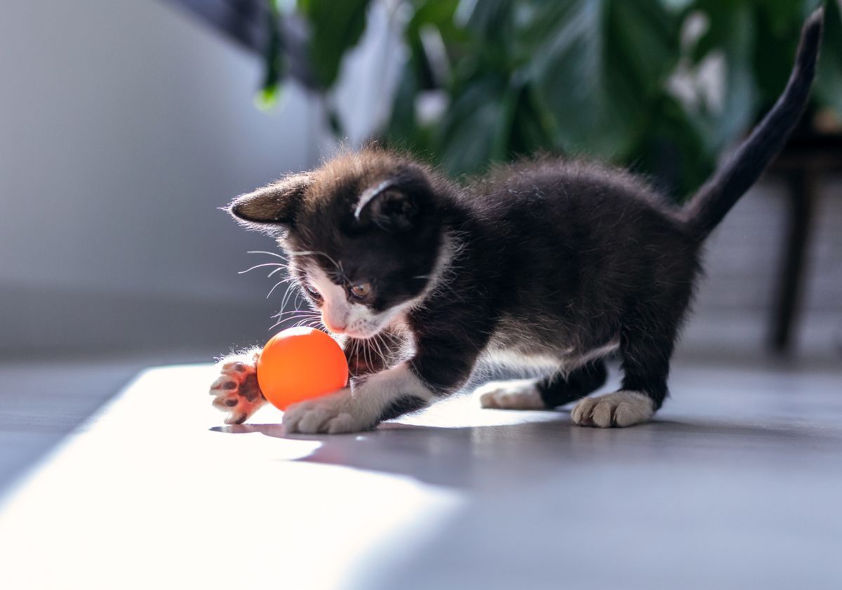 chaton jouant avec une balle