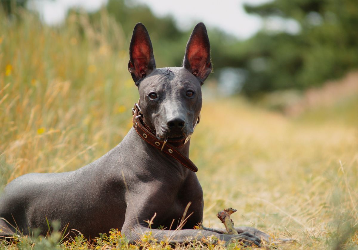 chien nu du mexique allongé dans l'herbe