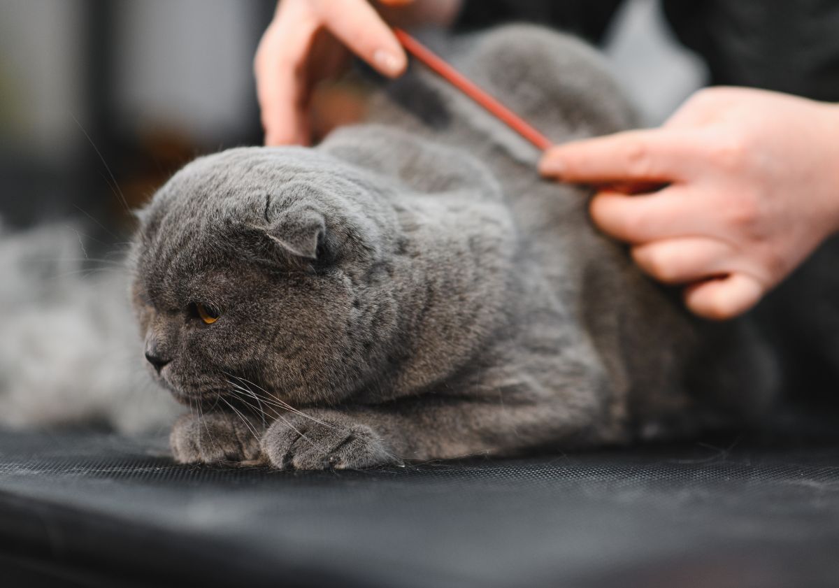 chat gris se faisant brosser