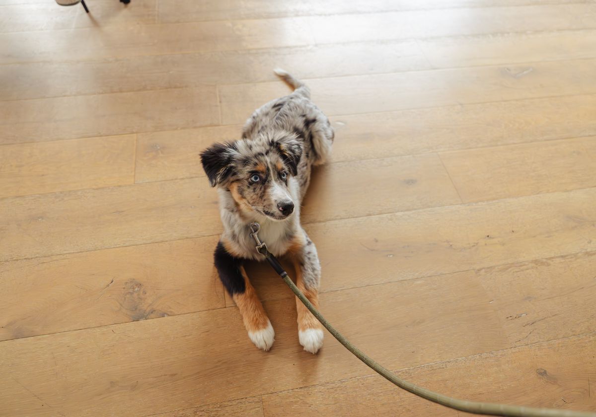 chiot berger australien allongé sur le parquet