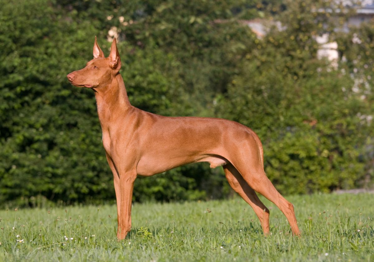 chien du pharaon regardant à gauche dans l'herbe