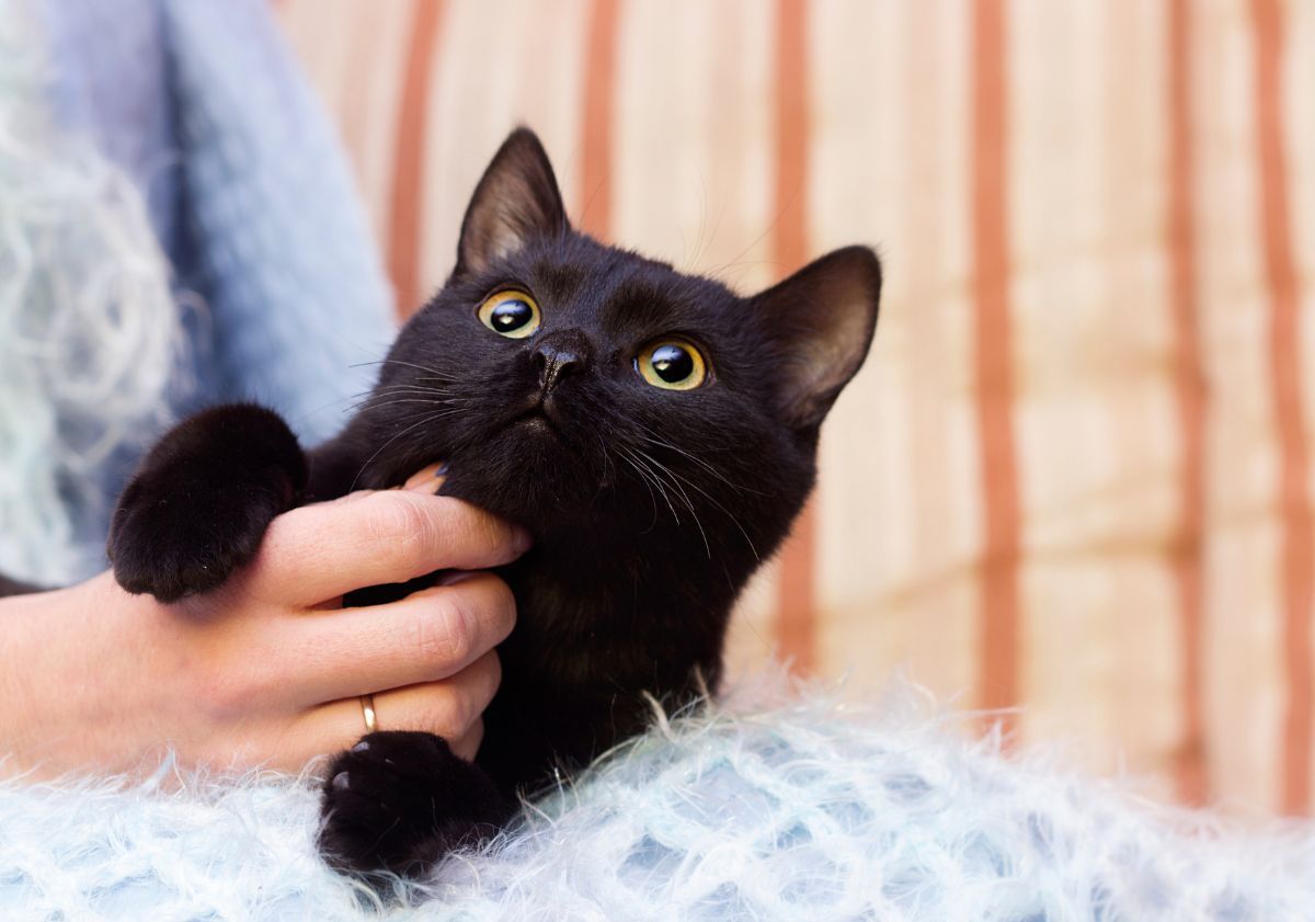 chat noir recevant un calin sur un duvet doux