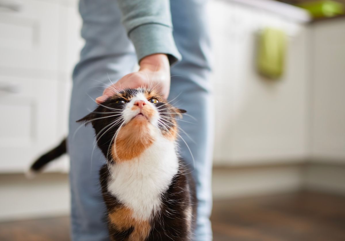 chat tricolore se faisant carresser