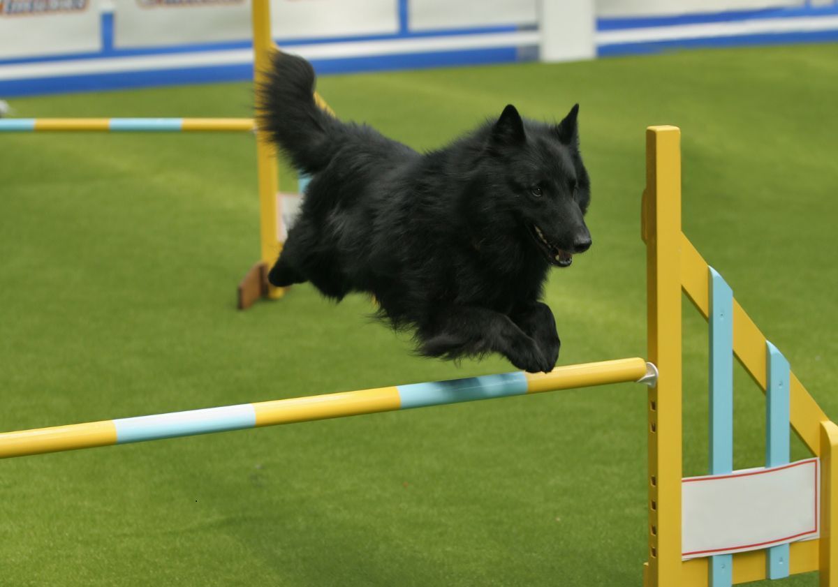 berger belge noir en parcours d'agility 