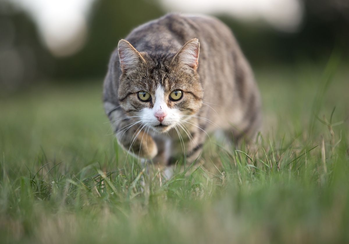 chat tigré en train de chasser