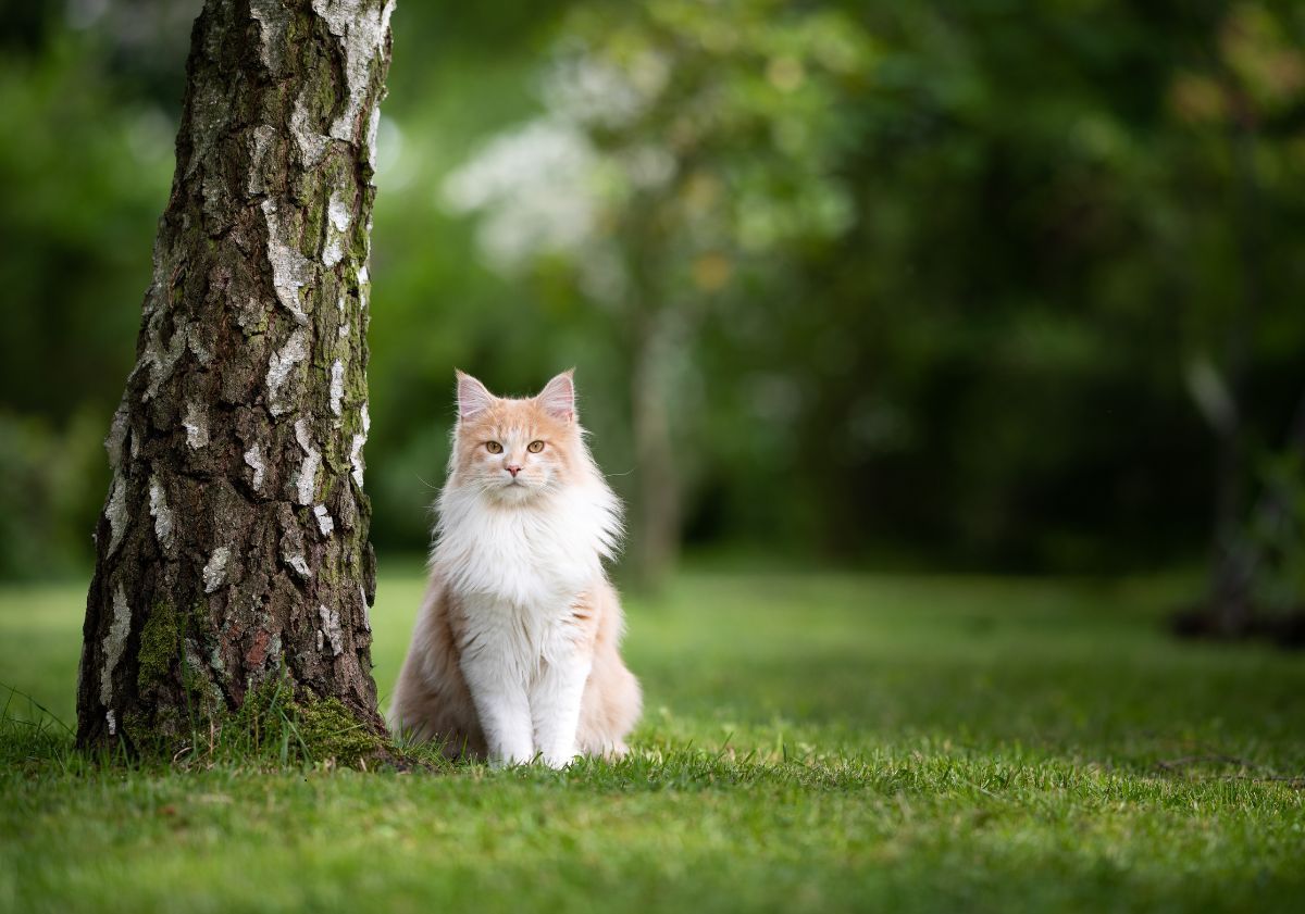 chat roux et blanc assis sous un arbre dans un jardin