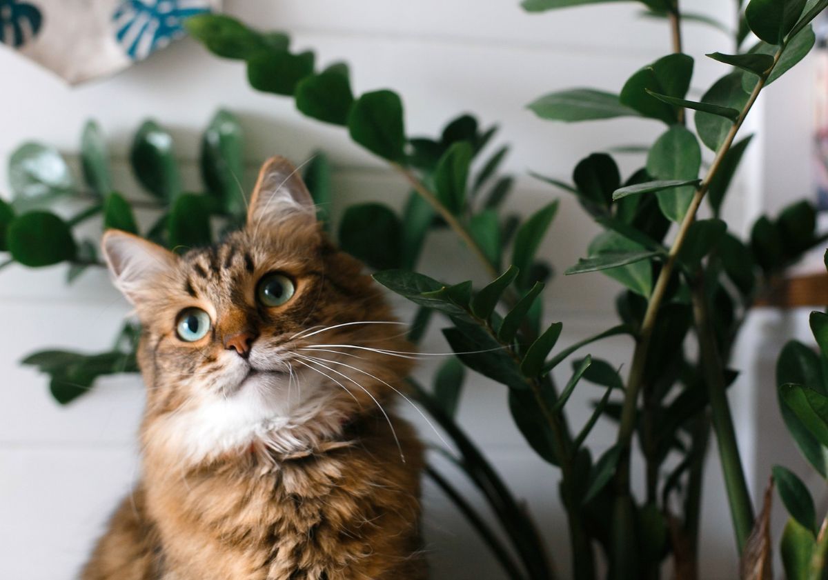 chat devant des plantes en hauteur