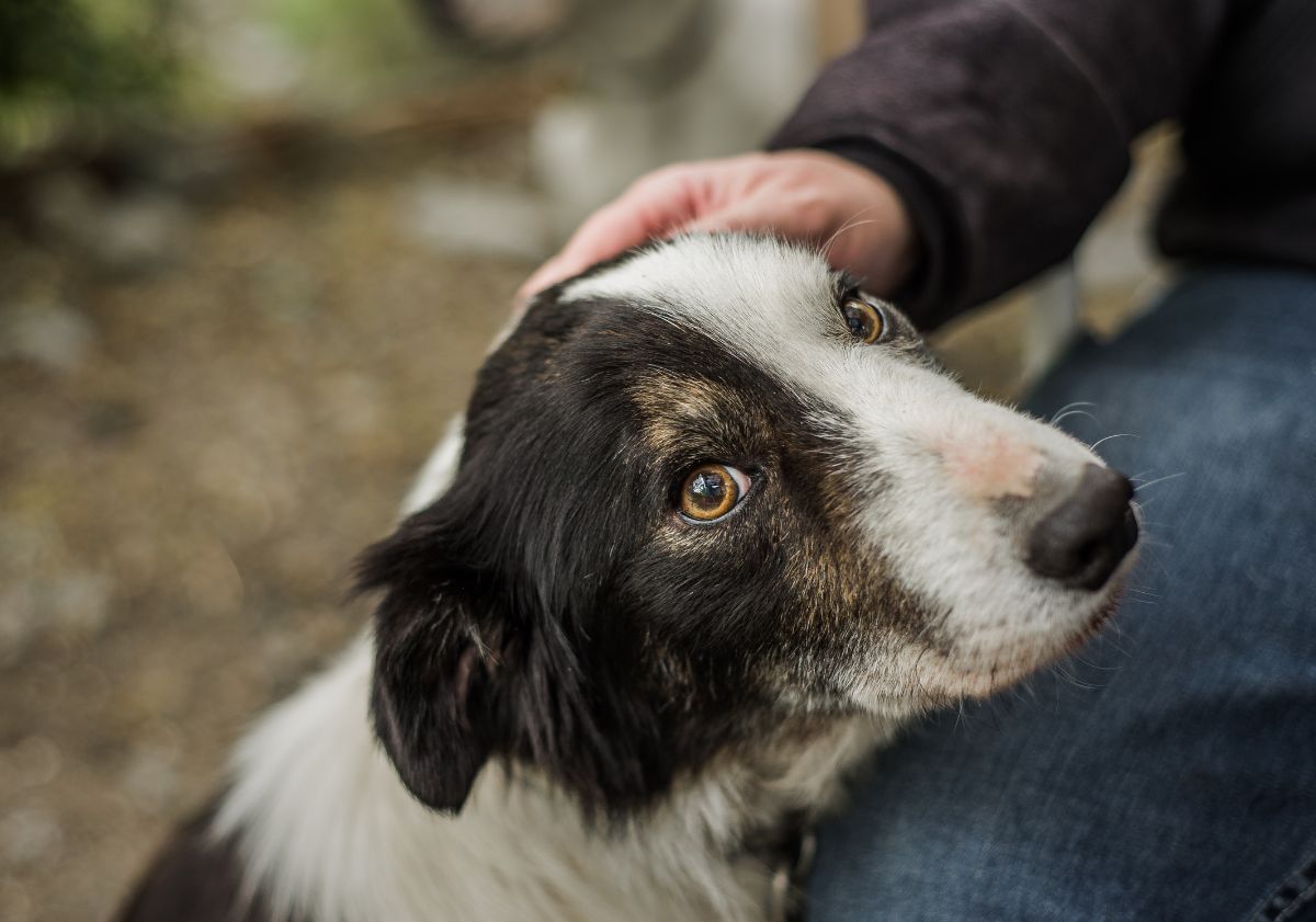 chien noir et blanc peureux avec sa maîtresse