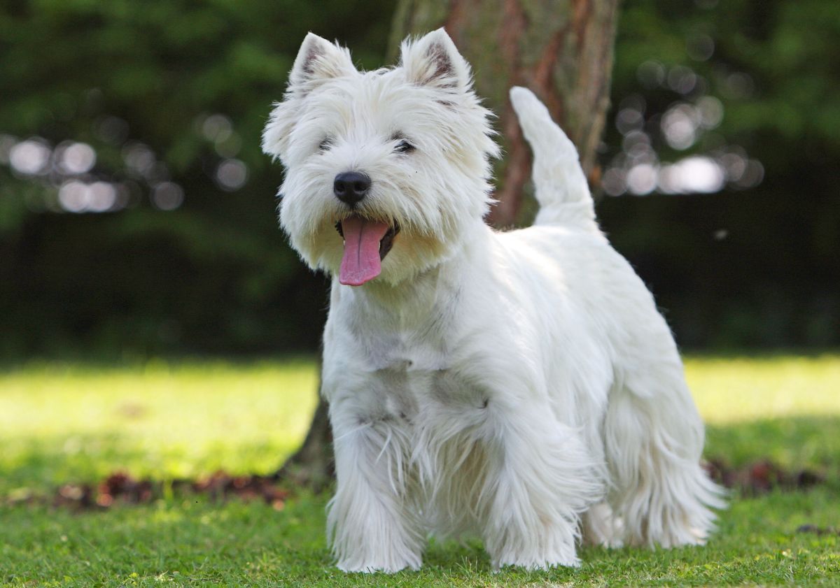 westie devant un arbre dans un parc