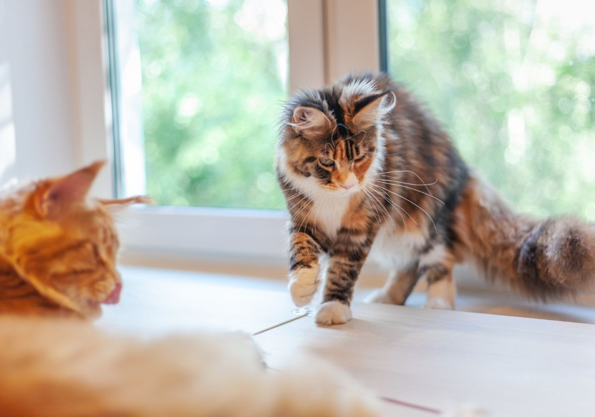 chat tricolore devant une fenêtre avec un chat roux