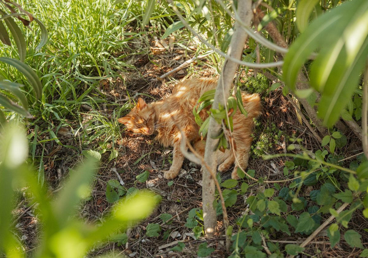 chat allongé dans l'herbe